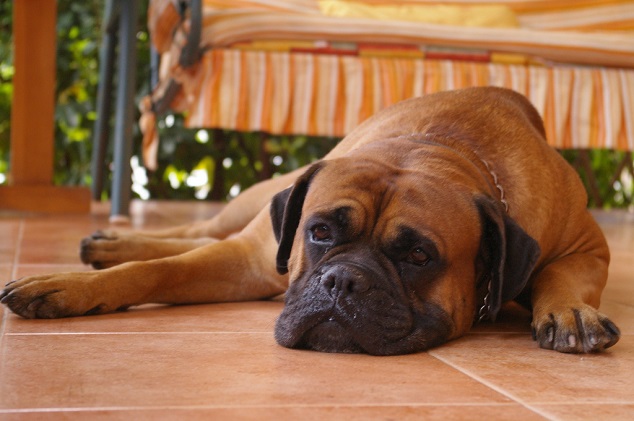waiting boxer dog pics