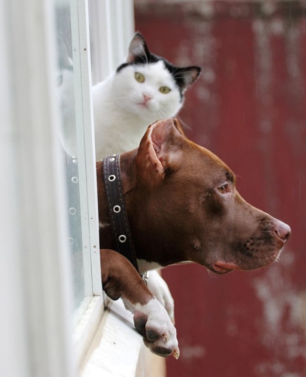12 Realities That New Pit Bull Owners Must Accept 5 waiting pit bull cat fun
