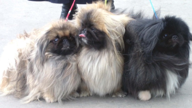 walk pekingeses photo dogs