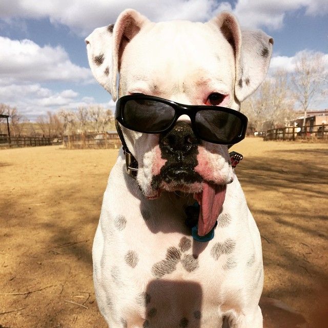 white boxer dog black glasses