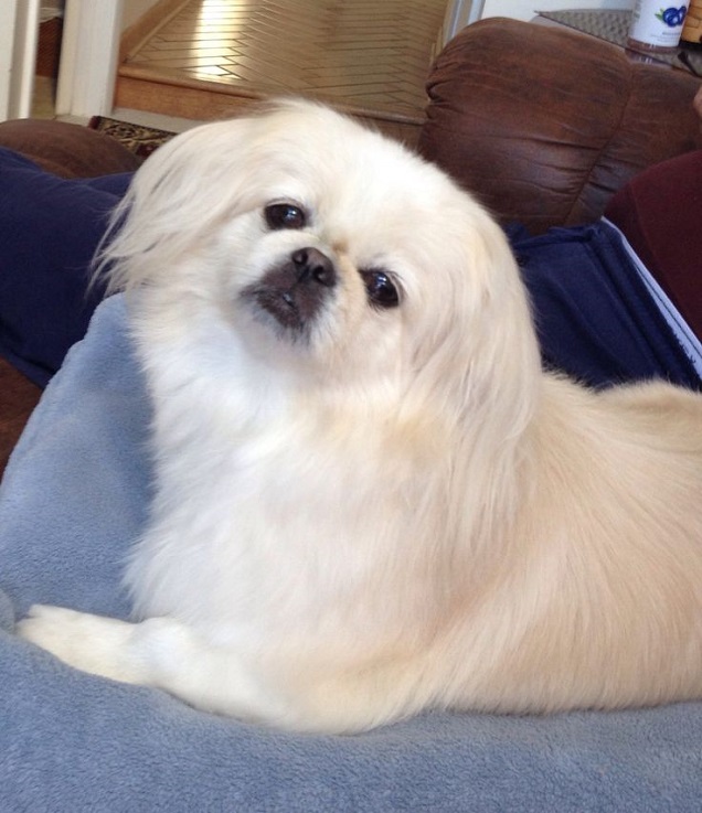 white pekingese watching TV
