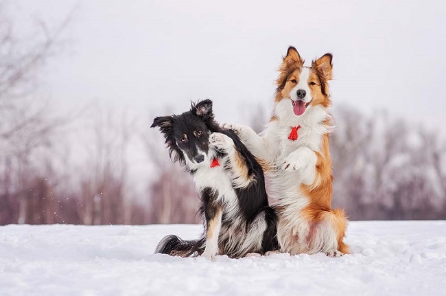 winter snow playful border collie