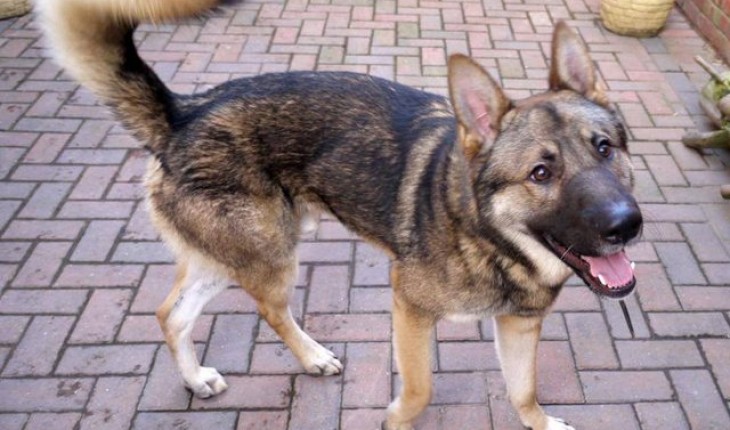 Akita x German Shepherd Dog