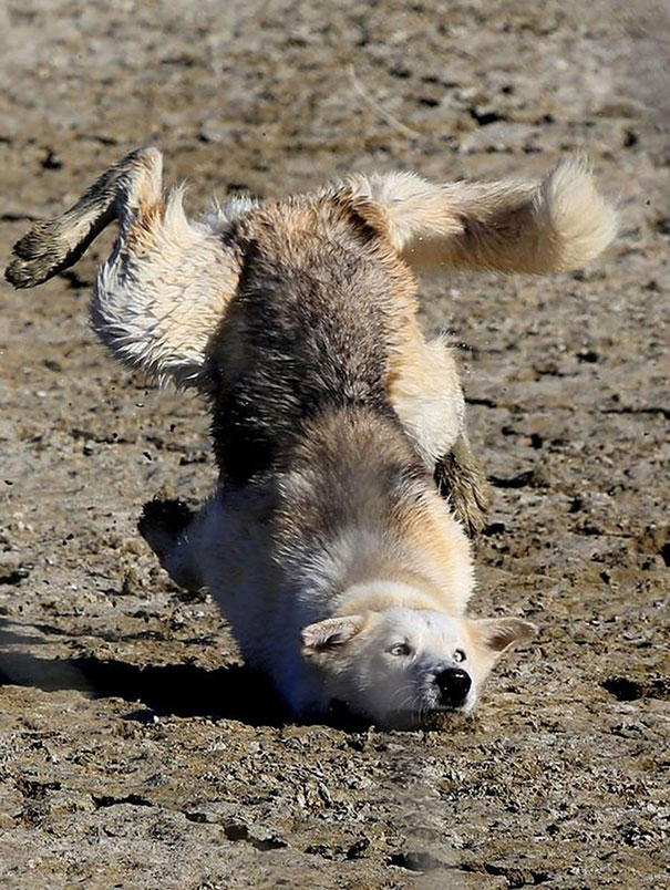 And here he is right before dog falls