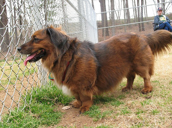 Corgi Long Haired Dachshund