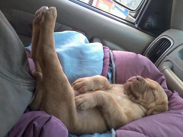 Elevation of the legs sleep pup