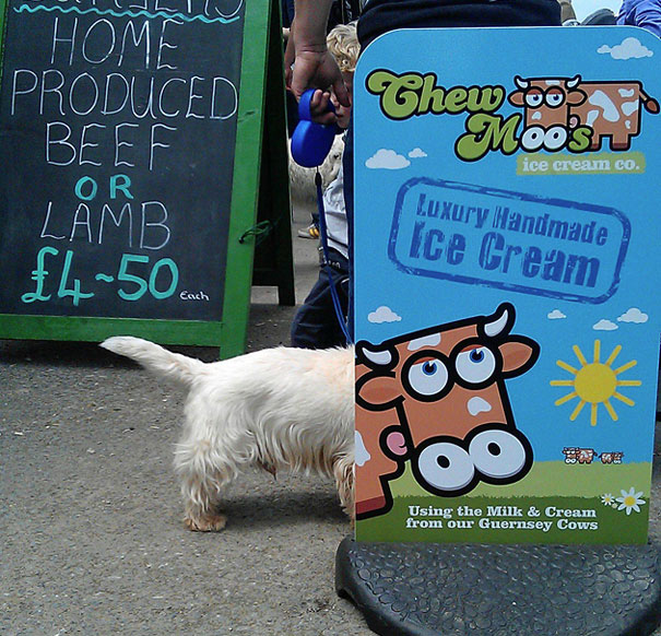 The rarely spotted West Highland Cow!
