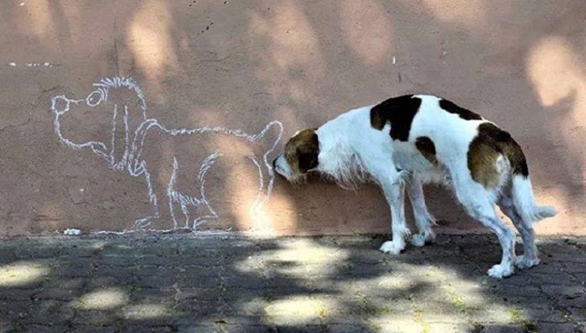 12 Funny Dog Pictures Taken At The Right Time! 10