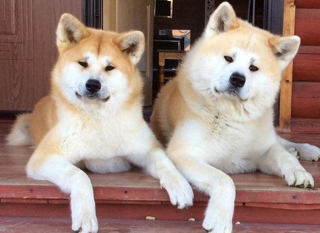 akita inus dogs photo