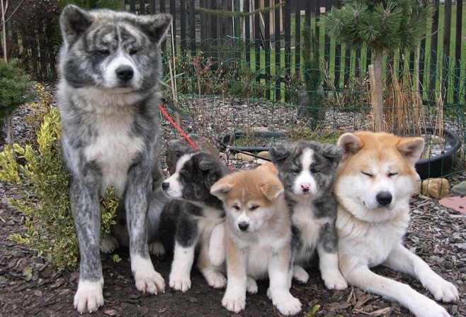 akita inus family photo cute