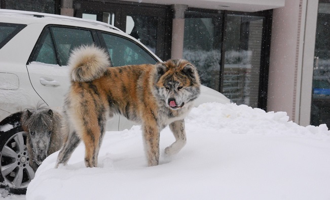 amazing akita inu winter horse