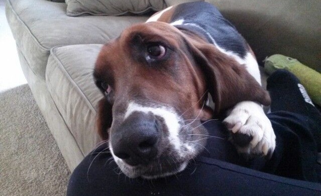 6 Problems Only Basset Hound Owners Will Understand 56 6 Problems Only Basset Hound Owners Will Understand 4