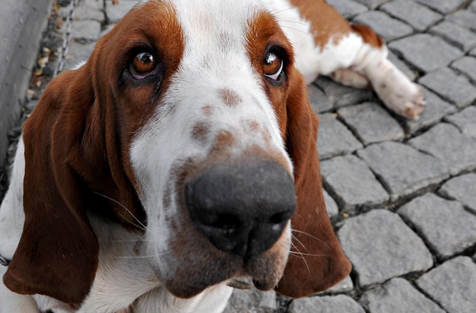 6 Problems Only Basset Hound Owners Will Understand 3 basset hound face