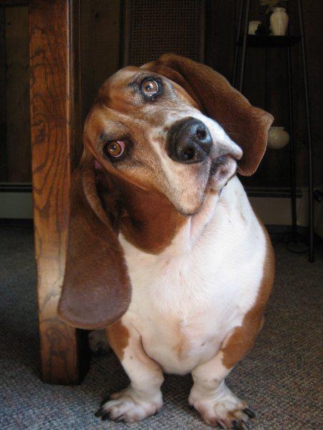 6 Problems Only Basset Hound Owners Will Understand 4 basset hound head tilt