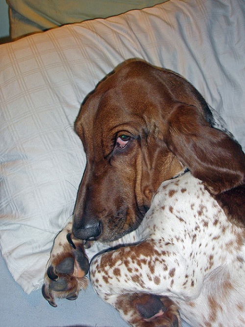 6 Problems Only Basset Hound Owners Will Understand 8 basset hound on bed