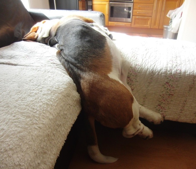 6 Problems Only Basset Hound Owners Will Understand 6 basset hound sleep funny