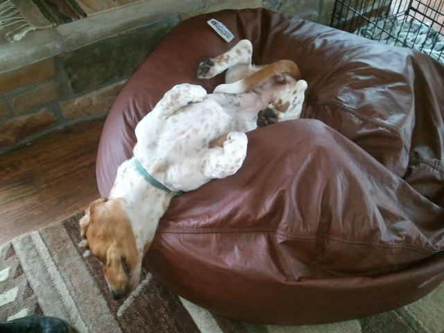 6 Problems Only Basset Hound Owners Will Understand 7 basset hound sleeping position