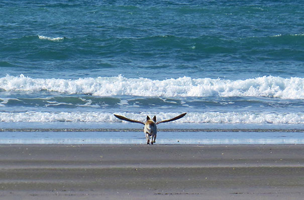 beach photo beagle sea gull