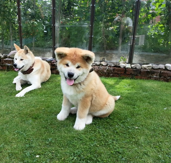 beautiful dog akita inu wallpaper