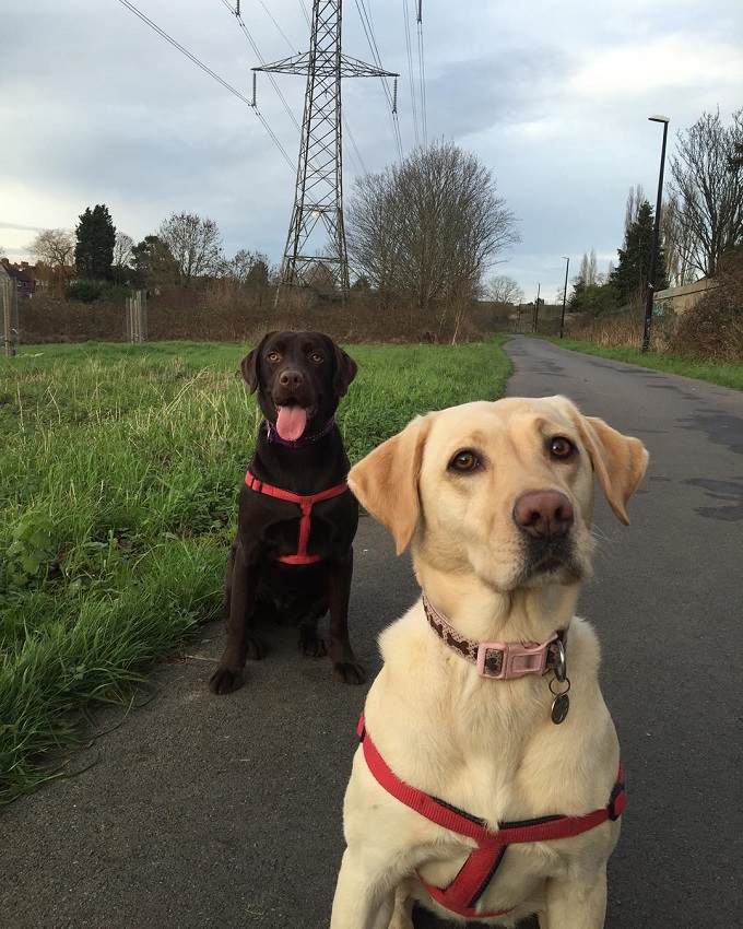 beautiful labs sitting happy