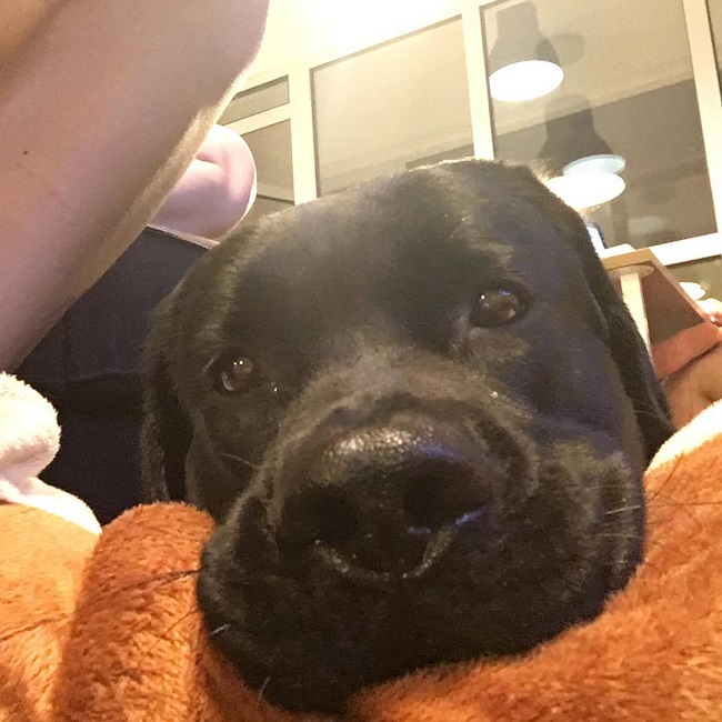 16 Facts That Prove You Should Never Own A Labrador