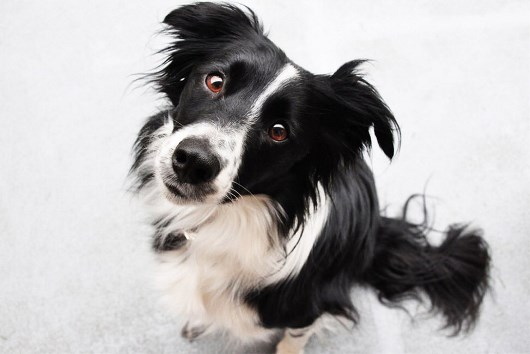 border collie dog
