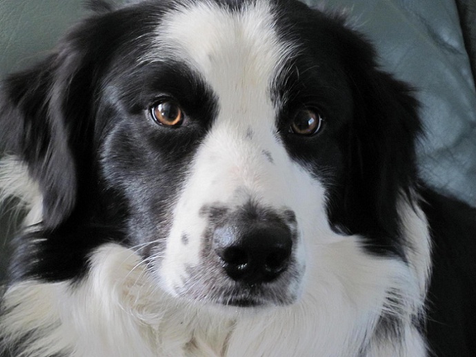 6 Problems Only Border Collie Owners Will Understand 3