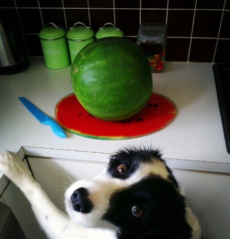 border collie hungry