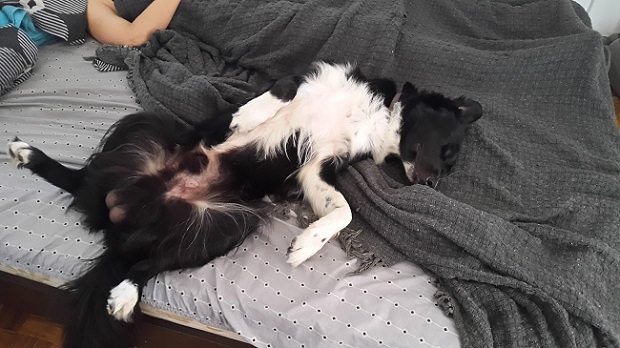border collie on bed