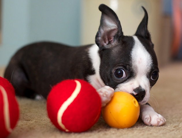 boston terrier plays balls