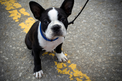 boston terrier puppy on leash