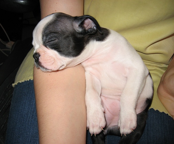 boston terrier puppy sleep