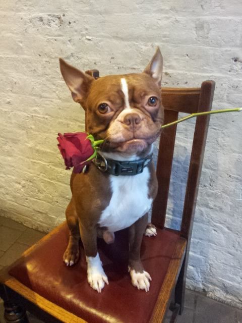 boston terrier with rose