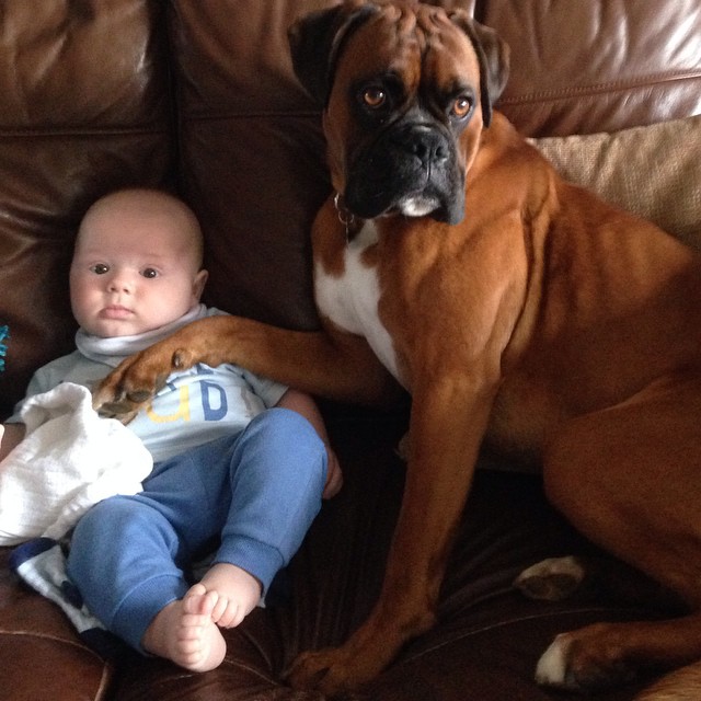 boxer dog kid funny sitting