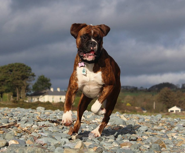boxer dog running pics fun