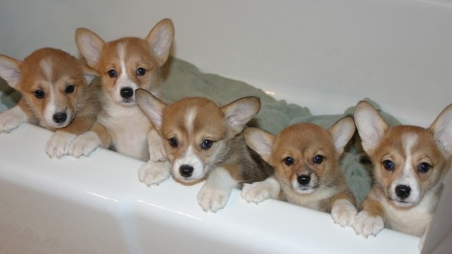 The 12 Most Corgi Things That Have Ever Happened In The History Of Corgis 5