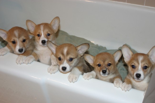 corgi pups bathtime photo
