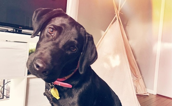 16 Facts That Prove You Should Never Own A Labrador 5
