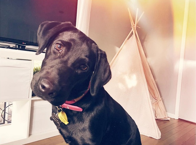 cute black lab dog face eyes
