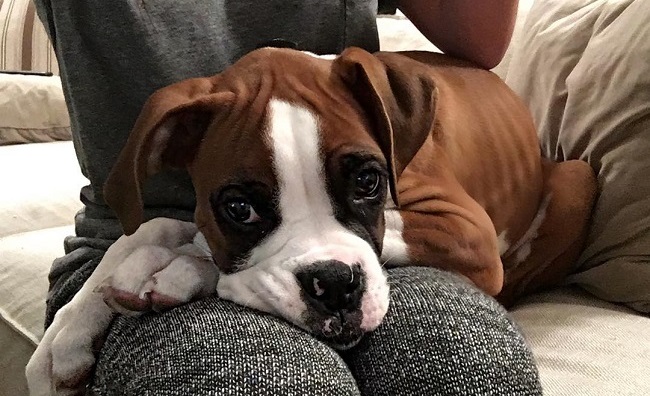 14 Pictures That Prove You Should Never Own A Boxer 3