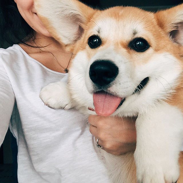 cute corgi face photo pet