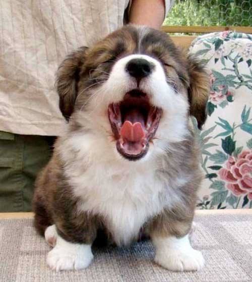cute corgi puppy photo sitting tired