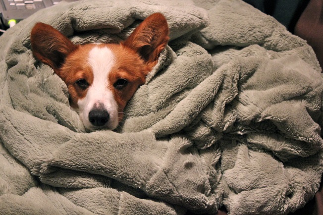 cute corgi wrapped in blanket