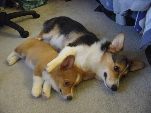 cute corgis snuggles photo