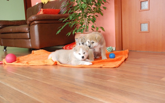 cute dogs pups akita inus