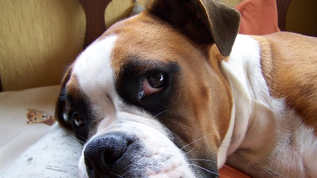 cute face boxer dog eyes photo