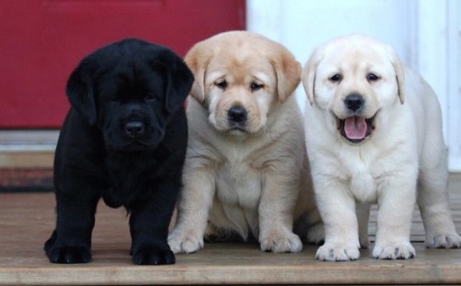 cute lab puppies photo