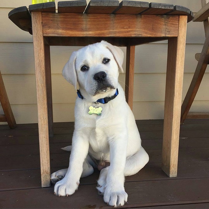 cute lab puppy sitting and waiting