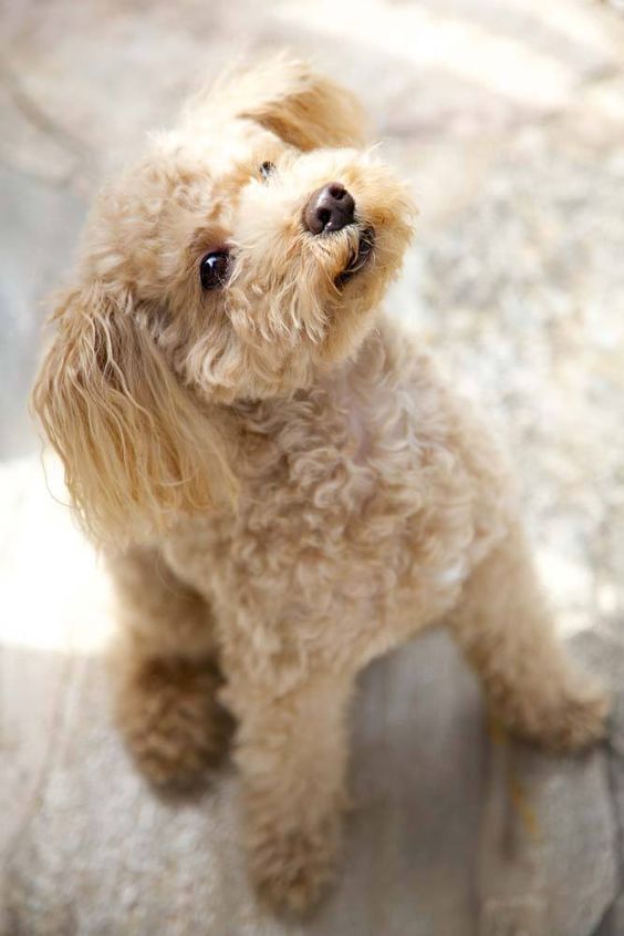 cute poodle photo