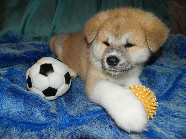 cute pup akita inu photo balls